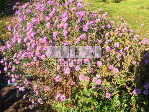 будинок за адресою Солонецький пров.