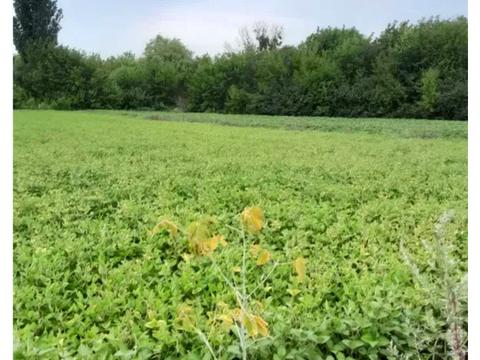 ділянка за адресою Будівельників