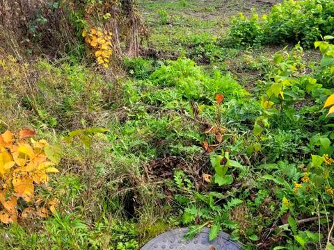 ділянка за адресою Січових Стрільців, 5