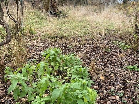 ділянка за адресою Висока вул., 23