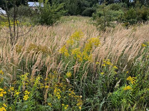 ділянка за адресою Калинова