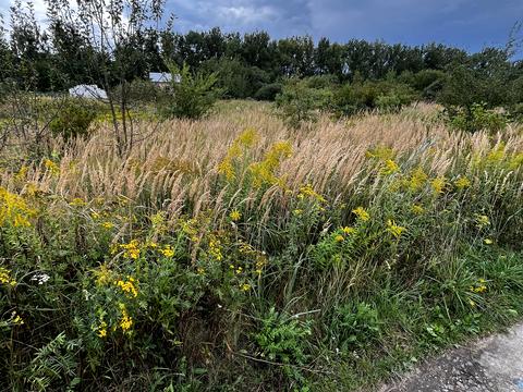 ділянка за адресою Калинова