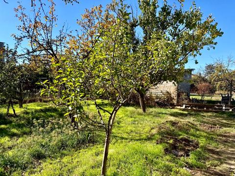 дом по адресу 1-й Курортный пер.