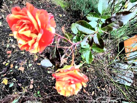 дом по адресу Остапа Вишни пер., 37