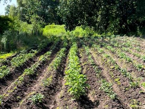 дом по адресу Центральний провулок, 9