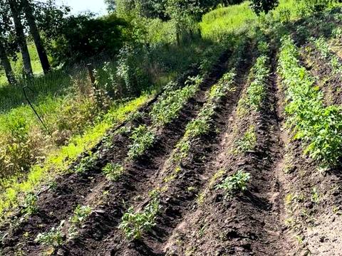 дом по адресу Центральний провулок, 9