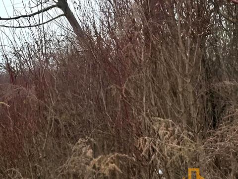 участок по адресу Тюльпанова