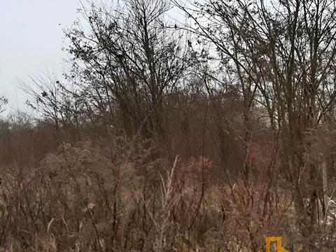 участок по адресу Тюльпанова