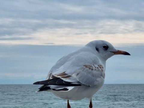 будинок за адресою Одеса, Бернардацці вул. (Красних Зір), 23