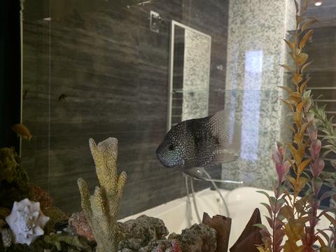 квартира за адресою Юлії Здановської вул. (Ломоносова), 60-А