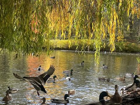 квартира по адресу Вышгородская ул., 45/13