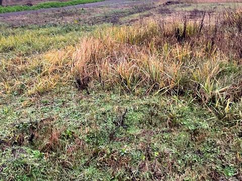 ділянка за адресою Вербова