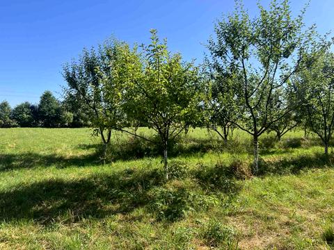 ділянка за адресою 