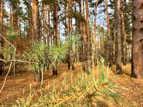 ділянка за адресою с. Королівка, 