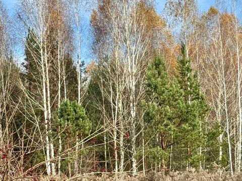 ділянка за адресою с. Королівка, 