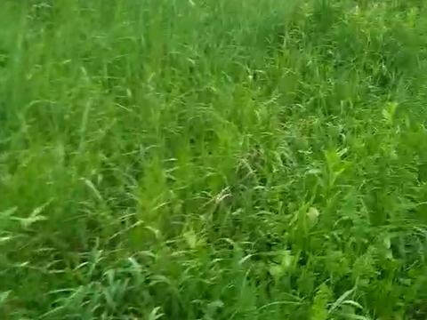 участок по адресу пгт. Гостомель, Ярмаркова, 30а