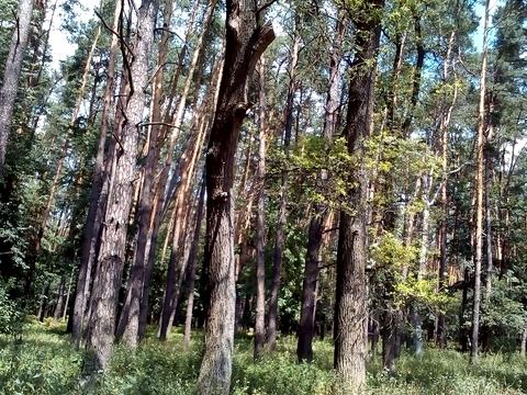 ділянка за адресою Синьоозерна вул.