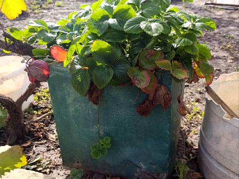 будинок за адресою с. Нова Дофінівка, Школьный переулок