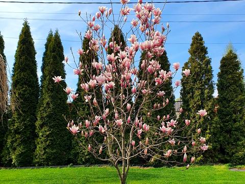 дом по адресу вул Крута, 21