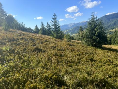 ділянка за адресою с. Колочава, 