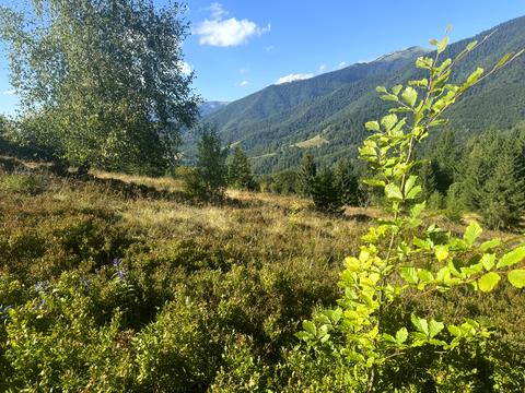 ділянка за адресою с. Колочава, 