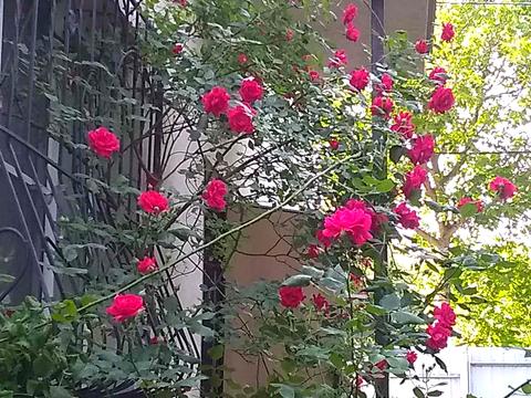 дом по адресу 49-та Садова ул.