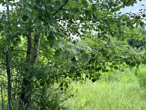 ділянка за адресою Ромашек