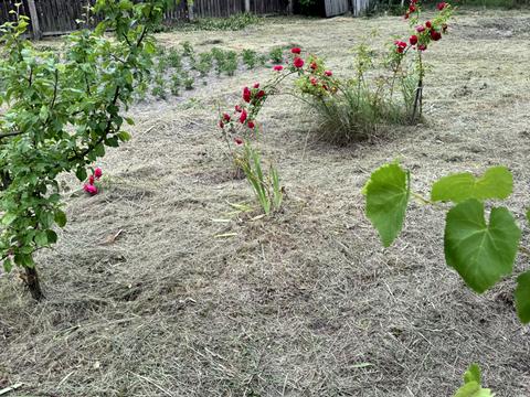 ділянка за адресою с. Озерщина, Енергетиків