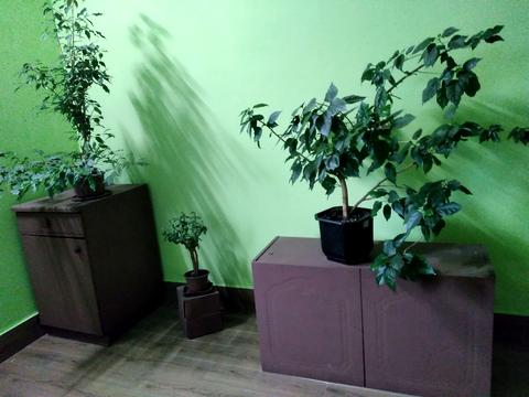 квартира по адресу Радужная ул., 35