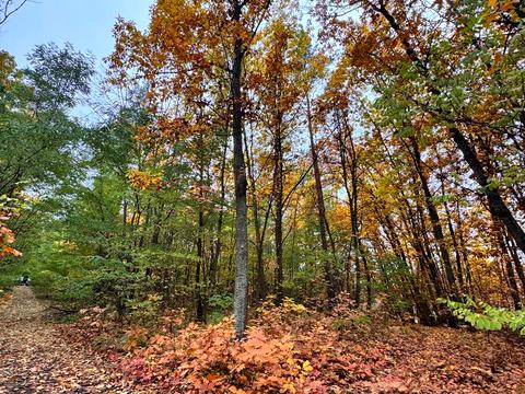 участок по адресу в Лісі
