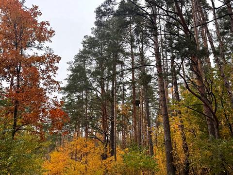 участок по адресу в Лісі