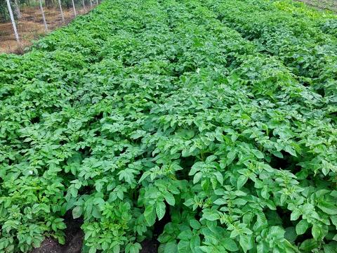 дом по адресу Полевой пер.