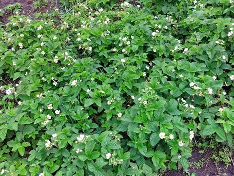 дом по адресу Полевой пер.