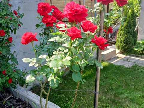 ділянка за адресою 4-та Озерна