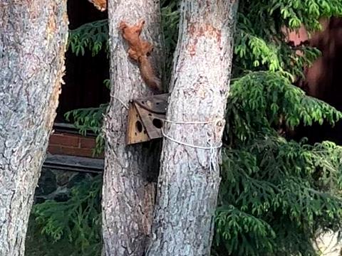 будинок за адресою с. Лісники, Квіткова