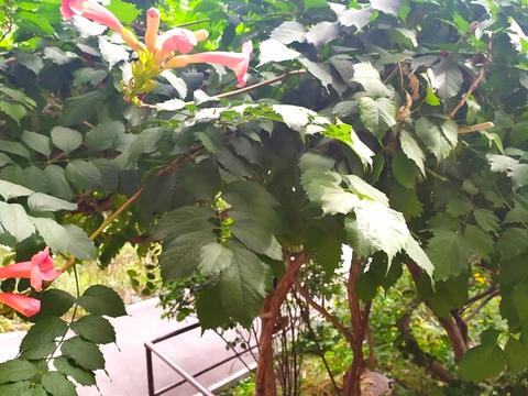 квартира за адресою Михайла Бойчука вул. (Кіквідзе), 15