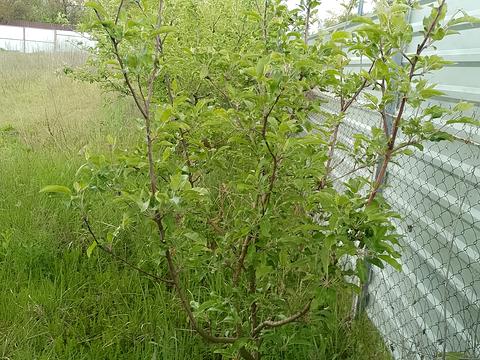 ділянка за адресою Надажинська