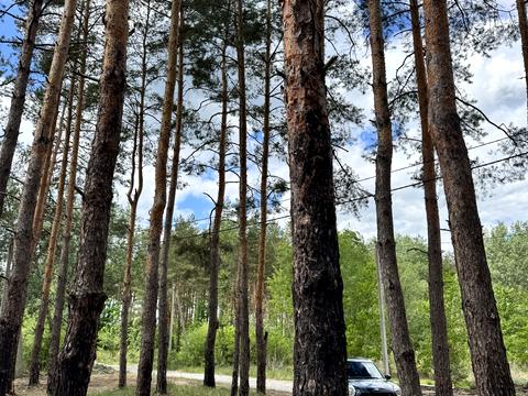 ділянка за адресою с. Піщанка, Зелена