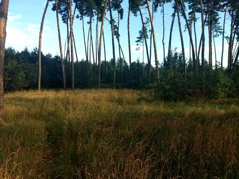 ділянка за адресою Гайова, 42