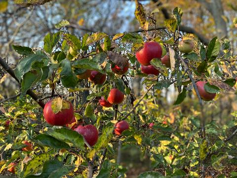 ділянка за адресою 