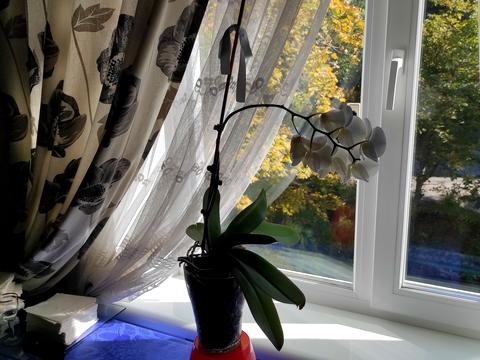 квартира за адресою Тополина вул., 13