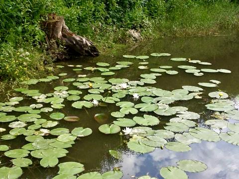 будинок за адресою Лесі Українки, 31