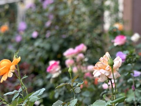 квартира за адресою Академіка Шалімова вул., 67