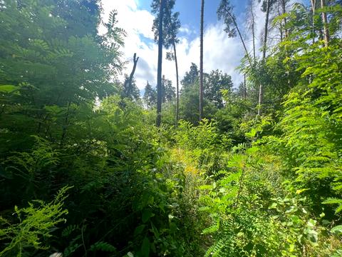 ділянка за адресою Котляревського