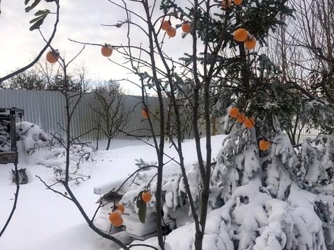 будинок за адресою смт. Овідіополь, Євгена Колісниченка вул.