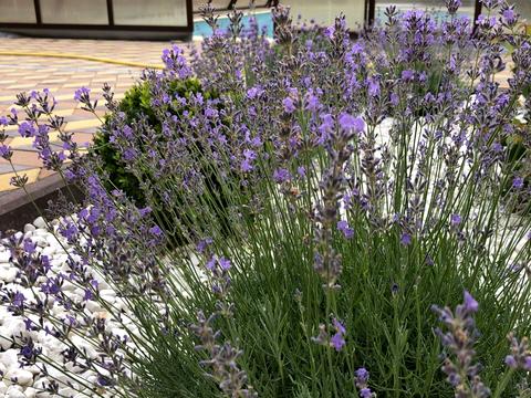 дом по адресу Лінія 6, 14