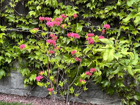 дом по адресу Революції, 2-м