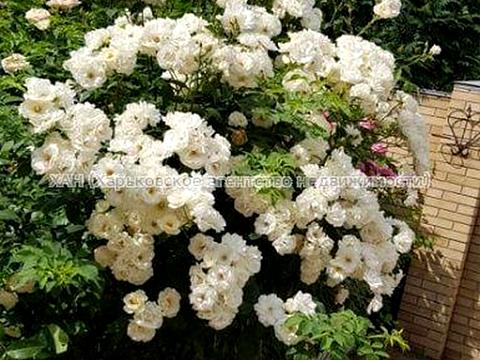 будинок за адресою Кузнечна вул.