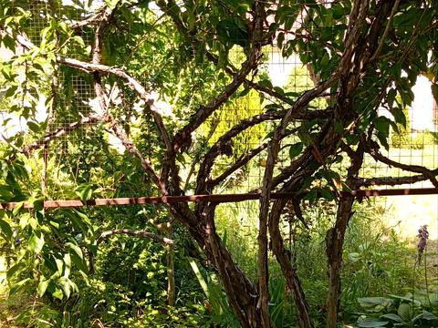 будинок за адресою Центральна вул. (Пролетарська), 79/80