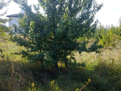 ділянка за адресою с. Осещина, Горіхова
